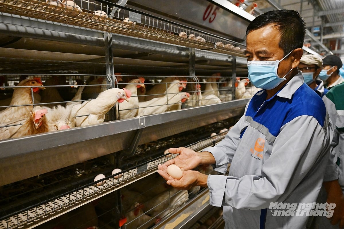 메비 농장의 부총괄 이사인 응우옌 반 응아 씨에 따르면, 닭 사육의 모든 단계는 휴대폰 소프트웨어로 관리되어 관리자들이 어디에서나 농장 운영을 모니터링하고 조정할 수 있다고 합니다. 사진: 응우옌 투이. Theo ông Nguyễn Văn Ngà, Phó Tổng Giám đốc điều hành Mebi Farm, tất cả các khâu trong chăn nuôi gà được quản lý bằng phần mềm trên điện thoại, cho phép người quản lý theo dõi và điều chỉnh hoạt động trang trại từ bất kỳ đâu. Ảnh: Nguyễn Thủy.