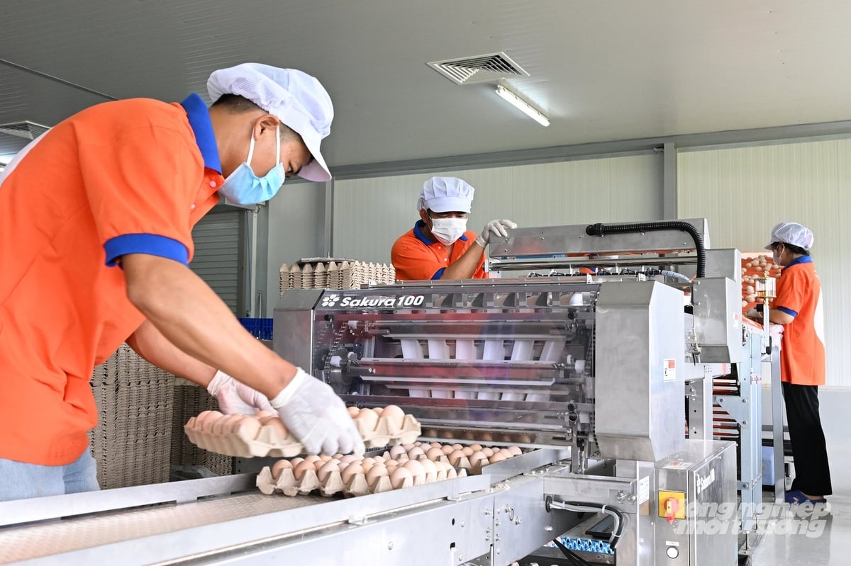 계란은 고객에게 배송되기 전에 가공 및 포장됩니다. 사진: 응우옌 투이. Trứng được xử lý, đóng gói trước khi đưa tới tay khách hàng. Ảnh: Nguyễn Thủy.