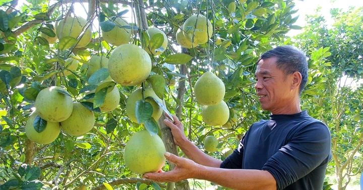 Bưởi Sửu Chí Đám - Tinh túy từ phù sa cổ bên dòng Lô giang