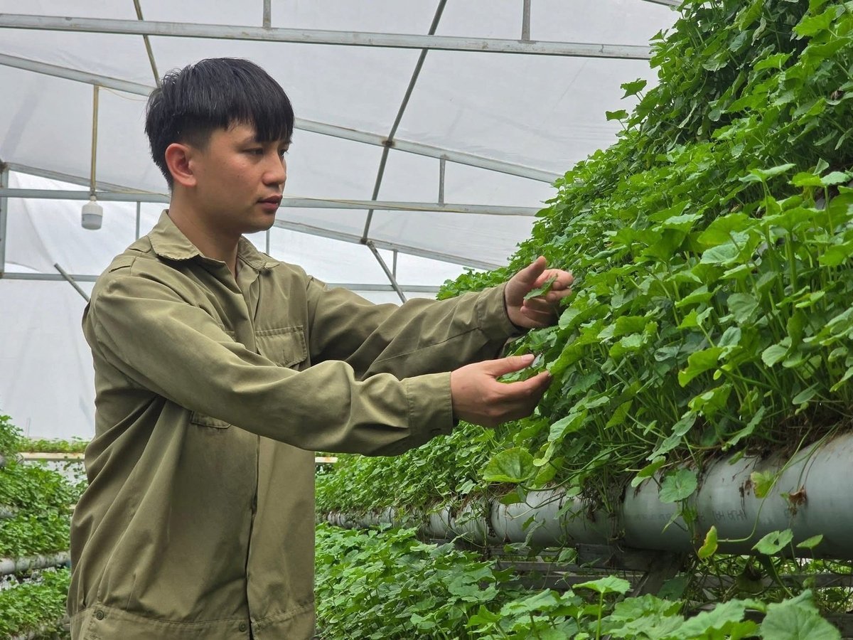 মিঃ কাও ভ্যান হুং-এর হাইড্রোপনিক পেনিওয়ার্ট ফার্ম (বিন খে ওয়ার্ড, কোয়াং নিন) সারা বছর ধরে ফসল উৎপাদন করে এবং খুব ভালো বিক্রি হয়। ছবি: কুওং ভু।