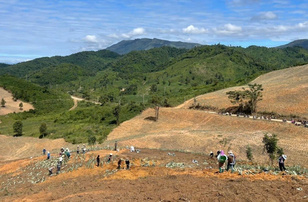 Đoàn viên thanh niên và người dân bản Pu Lau tích cực mở rộng diện tích trồng dứa mật, hướng tới xây dựng vùng nguyên liệu bền vững và phát triển kinh tế xanh ở Mường Nhà. Ảnh: Hoàng Châu. 