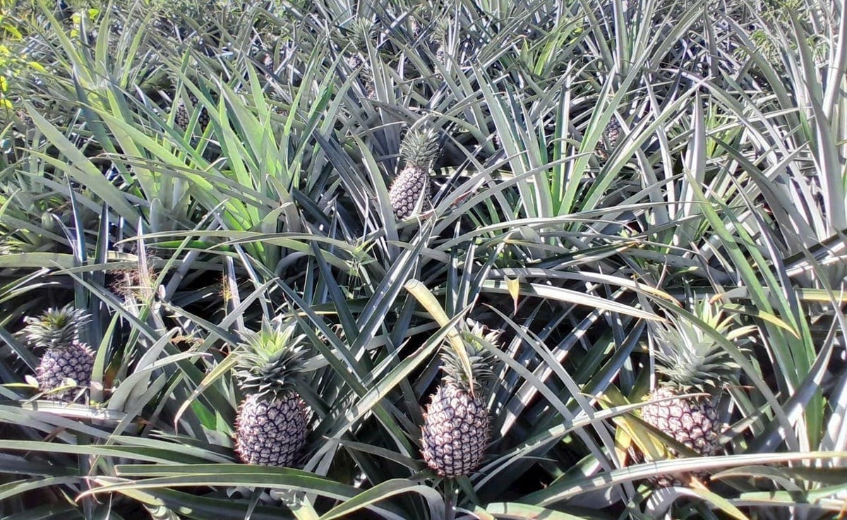 Vườn dứa mật tại Mường Nhà sinh trưởng tốt trên vùng đồi Pu Lau, cho năng suất ổn định và thích ứng hiệu quả với điều kiện khí hậu khắc nghiệt. Ảnh: Hoàng Châu. 