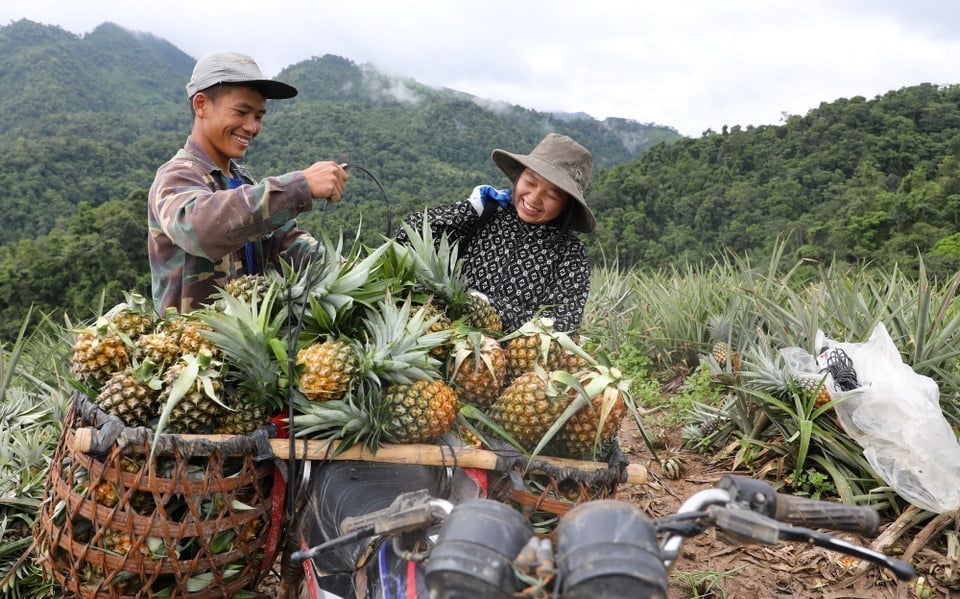 Nhiều hộ dân bản Pu Lau, xã Mường Nhà thoát nghèo nhờ trồng dứa mật. Ảnh: Hoàng Châu. 