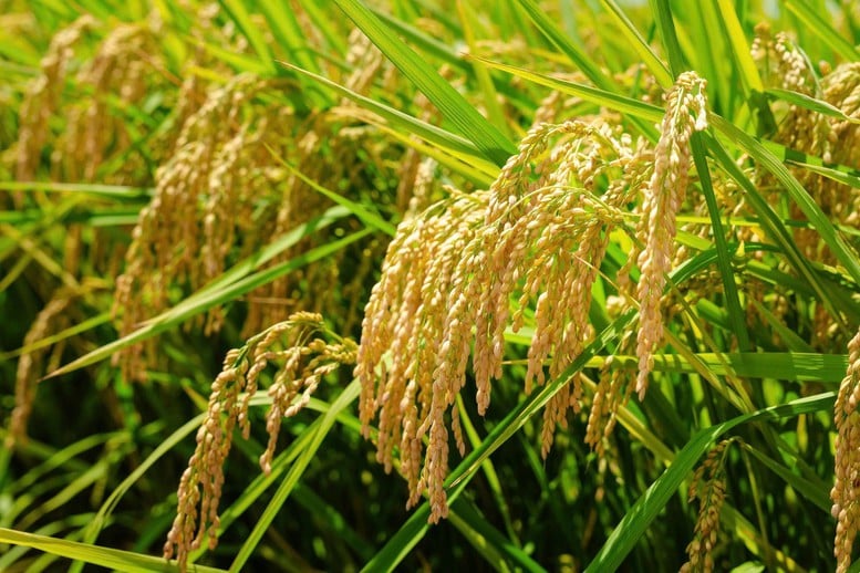 ĐBSCL đối mặt nhiều nguy cơ dịch hại vụ thu đông- Ảnh 1.