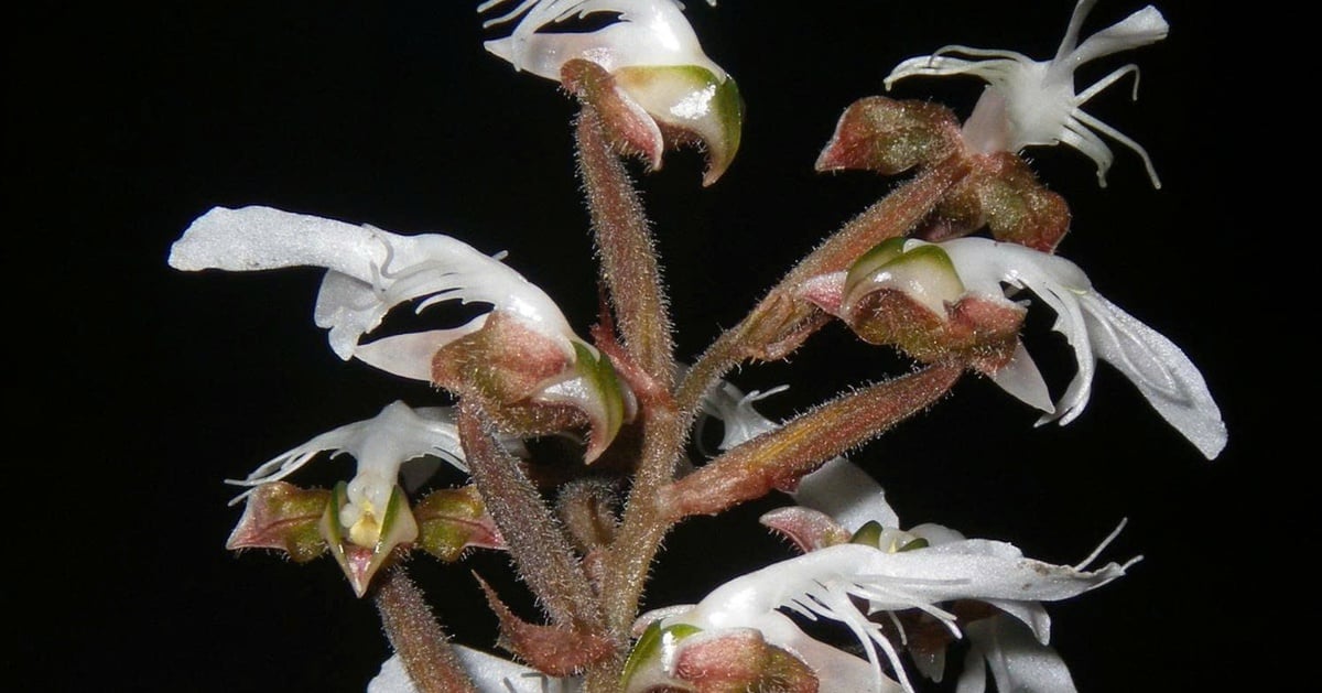 Hoa lan quý hiếm đã nở trên rừng đặc dụng Pù Luông