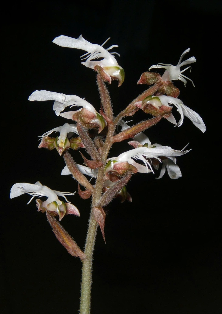 Hoa lan quý hiếm đã nở trên rừng đặc dụng Pù Luông - Ảnh 1.