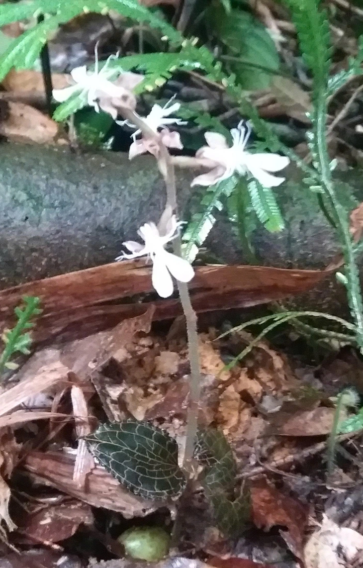 Hoa lan quý hiếm đã nở trên rừng đặc dụng Pù Luông - Ảnh 4.