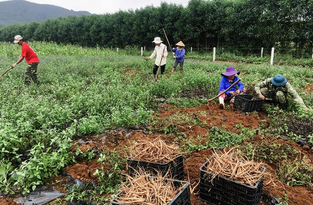 মূল্যবান ঔষধি গাছের কারণে উচ্চভূমিতে অর্থনৈতিক সমৃদ্ধি - ছবি ১।