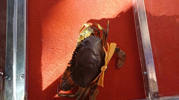 VIDEO: Người dân, du khách chen chân xem đua cua ở Cà Mau - Ảnh 8.