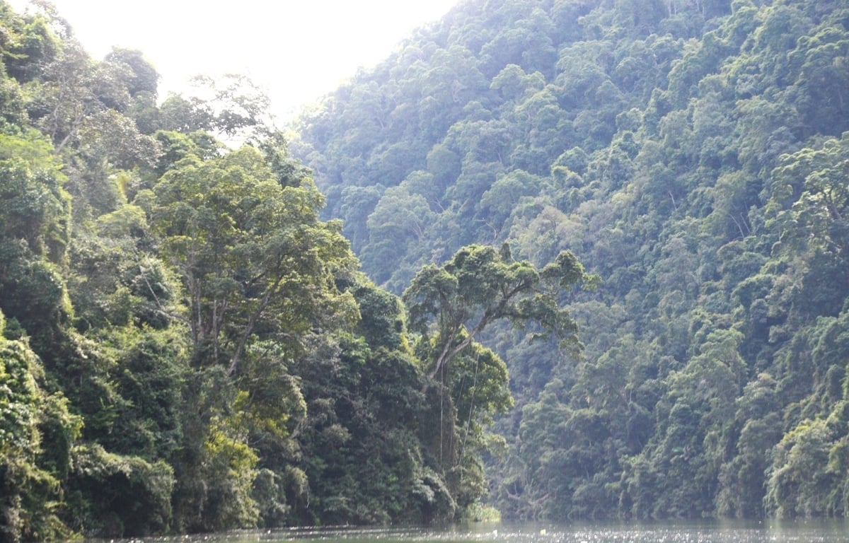 Tuyen Quang Forest Protection and Development Fund fokuserar på lösningar för att säkerställa korrekt och tillräcklig betalning av avgifter för skogsmiljötjänster. Foto: Dao Thanh. Quỹ Bảo vệ và Phát triển rừng Tuyên Quang đang tập trung các giải pháp đảm bảo chi đúng, chi đủ phí dịch vụ môi trường rừng. Ảnh: Đào Thanh.