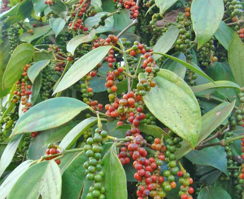 តម្លៃម្រេចថ្ងៃនេះ 18 វិច្ឆិកា 2025 កើនឡើងនៅតាមខេត្តសំខាន់ៗជាច្រើន។