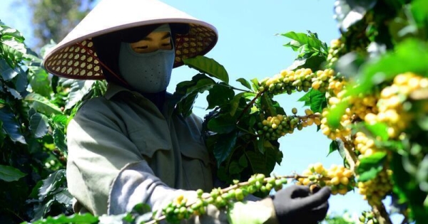 Giá cà phê hôm nay 18/11/2025: Giảm nhẹ ở Lâm Đồng