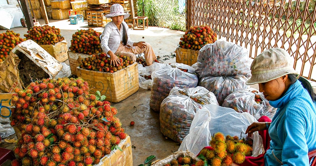 “Trái ngọt” ở Nam Thành