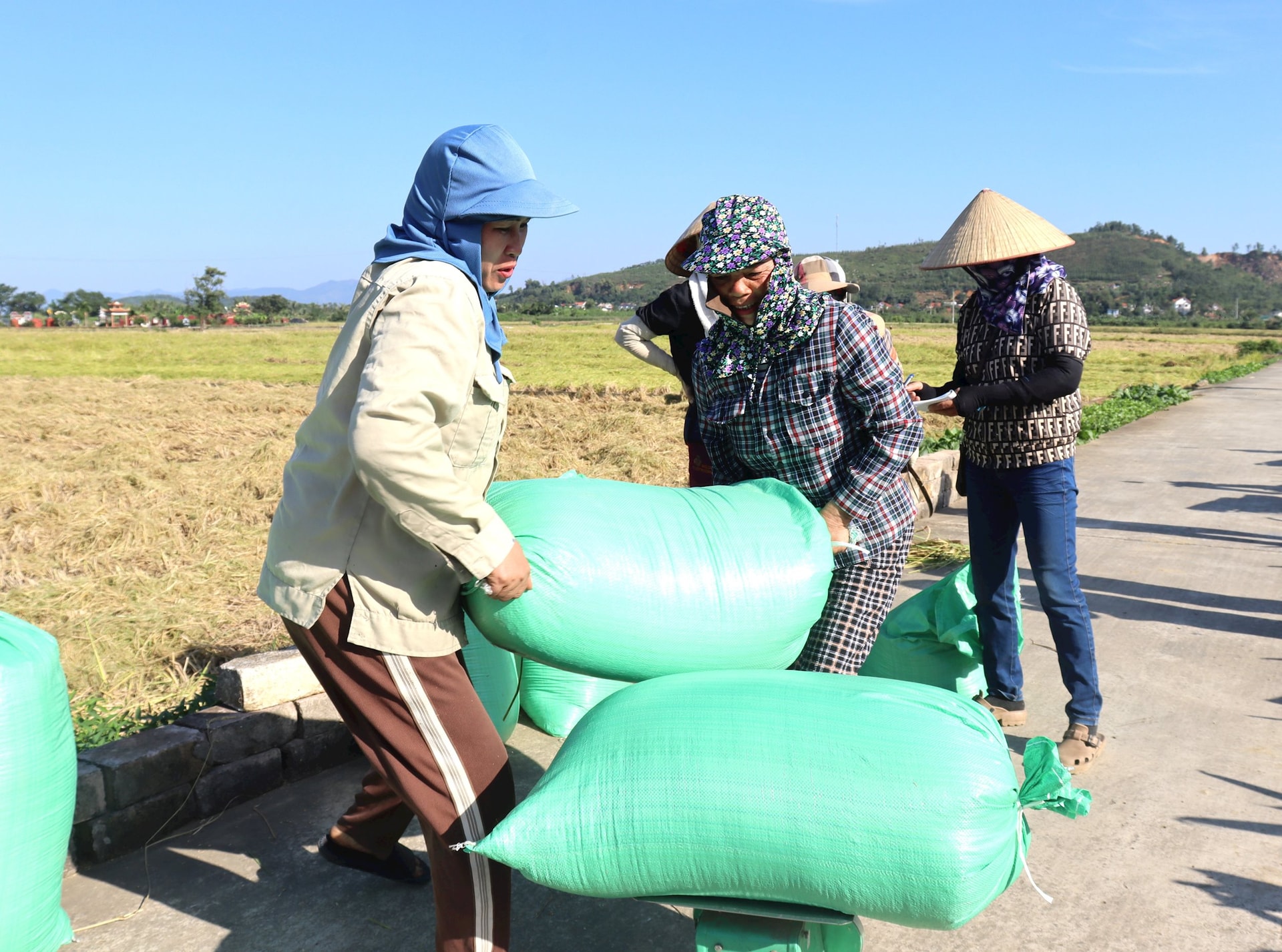 Hối hả vụ nếp cái hoa vàng bội thu ở phường Nhị Chiểu