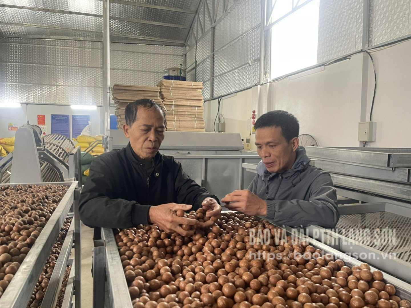 Nguyen Manh Hung úr (balra), a Hoang Lien Macadamia Joint Stock Company MC igazgatótanácsának elnöke ellenőrzi a makadámiadió minőségét.