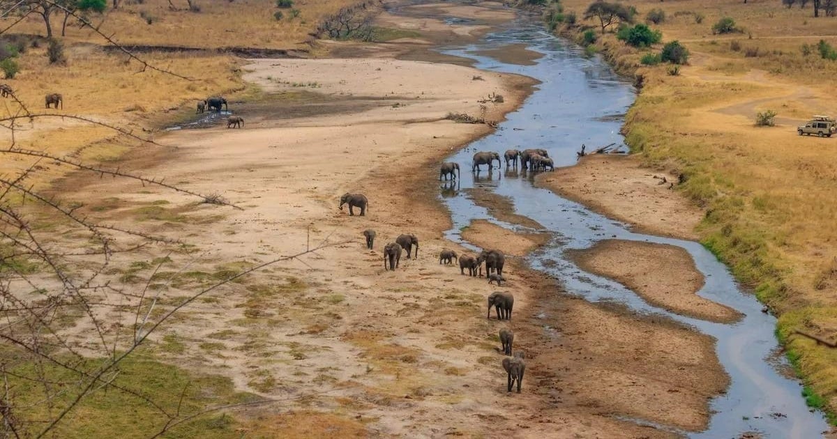 Vì sao châu Phi là nơi có những loài động vật trên cạn lớn nhất thế giới?
