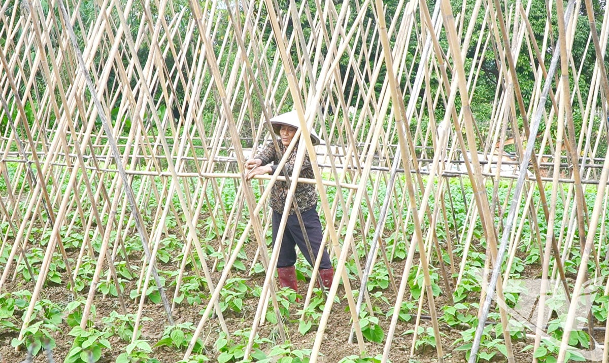 Invånarna i Linh Son-distriktet går in i den nya grönsaksodlingen.