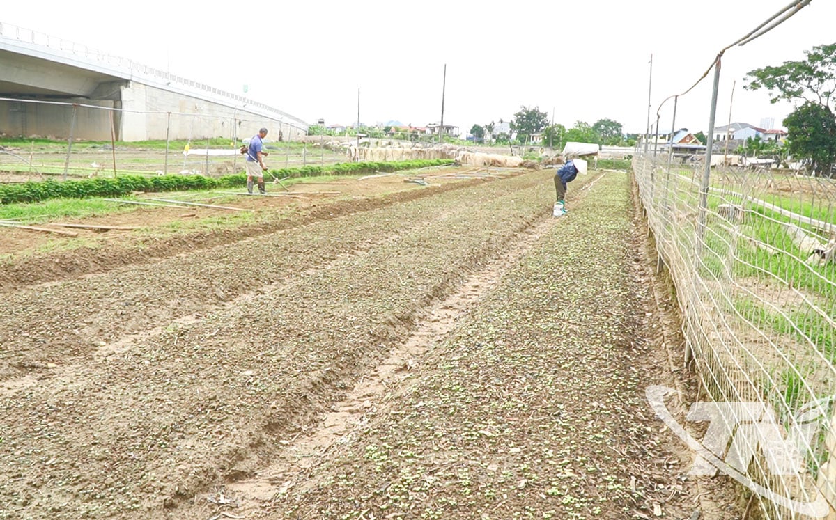 Människor i grupp 40, Phan Dinh Phung-distriktet, fokuserar på att odla vintergrönsaker.