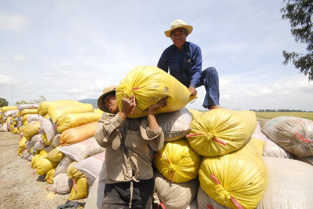 Cập nhật giá lúa gạo hôm nay 18/11/2025 mới nhất