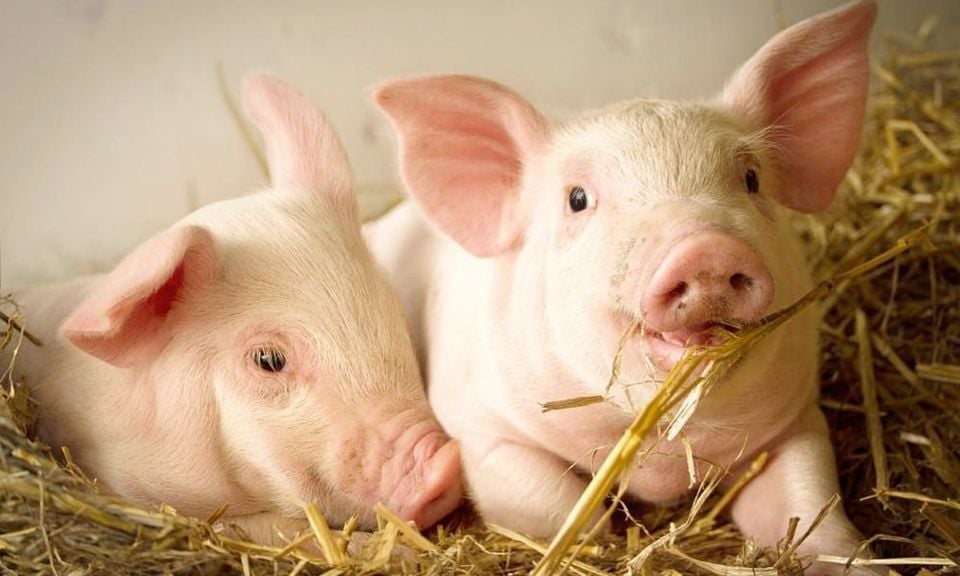 Grispriset den 16 november 2025: Bibehåller en stabil trend