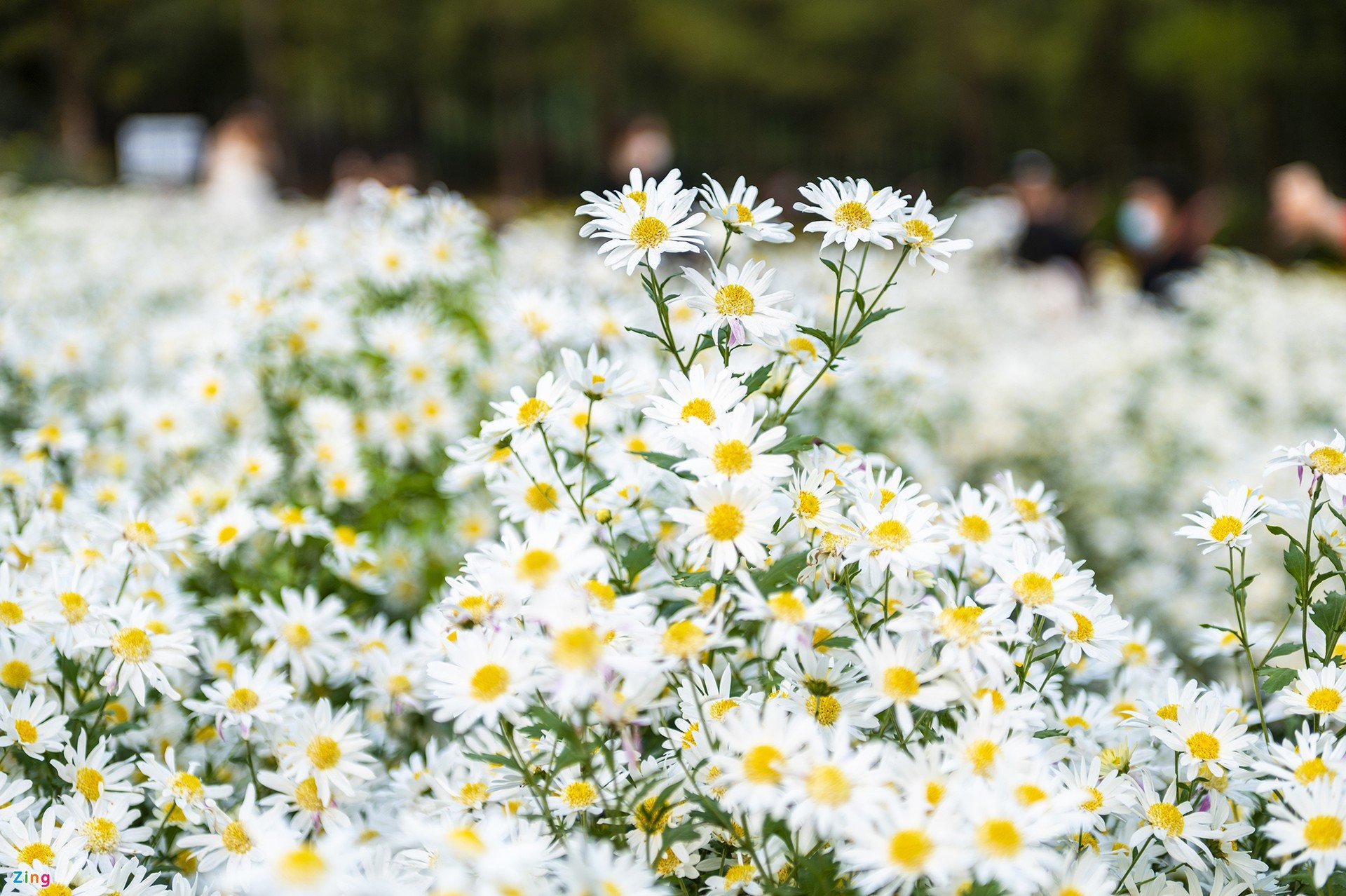 Hà Nội xao xuyến mùa hoa 'gọi đông' về phố