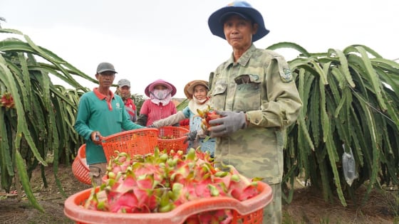 Làm chủ tri thức giảm nghèo: [Bài 3] Sống khỏe với cây thanh long