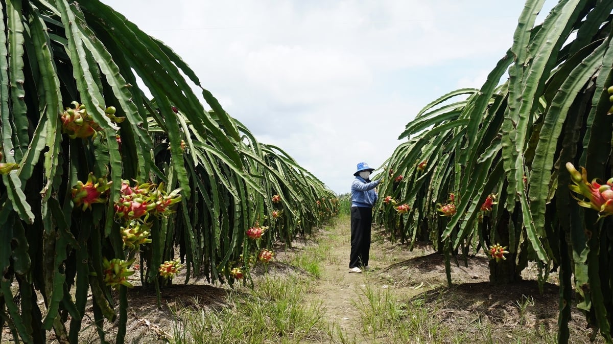 Xã An Lục Long được xem là một trong những vùng trồng thanh long trọng điểm của tỉnh Tây Ninh. Ảnh: Trần Trung.