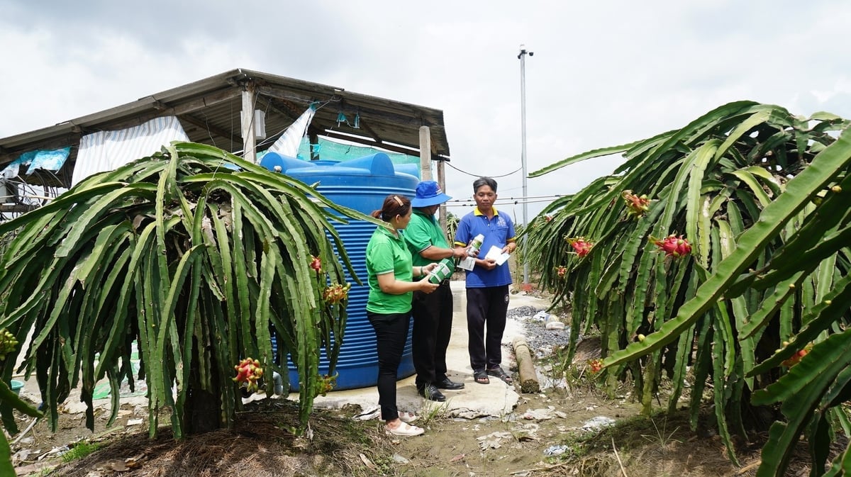 HTX Thu Nguyên hướng dẫn thành viên sản xuất theo tiêu chuẩn hữu cơ. Ảnh: Trần Trung.