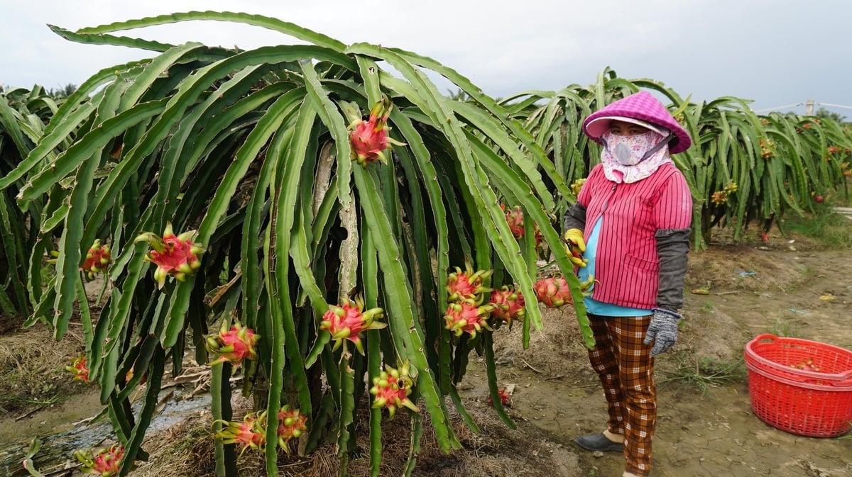 Người dân phấn khởi khi thanh long sạch không lo đầu ra. Ảnh: Trần Trung.