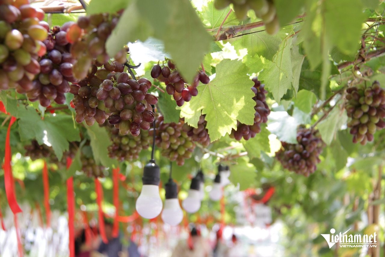 Quán dưới vườn nho trĩu quả ở TPHCM gây sốt, khách vượt đường xa đến check-in