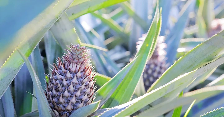 Đất cằn mùa quả ngọt