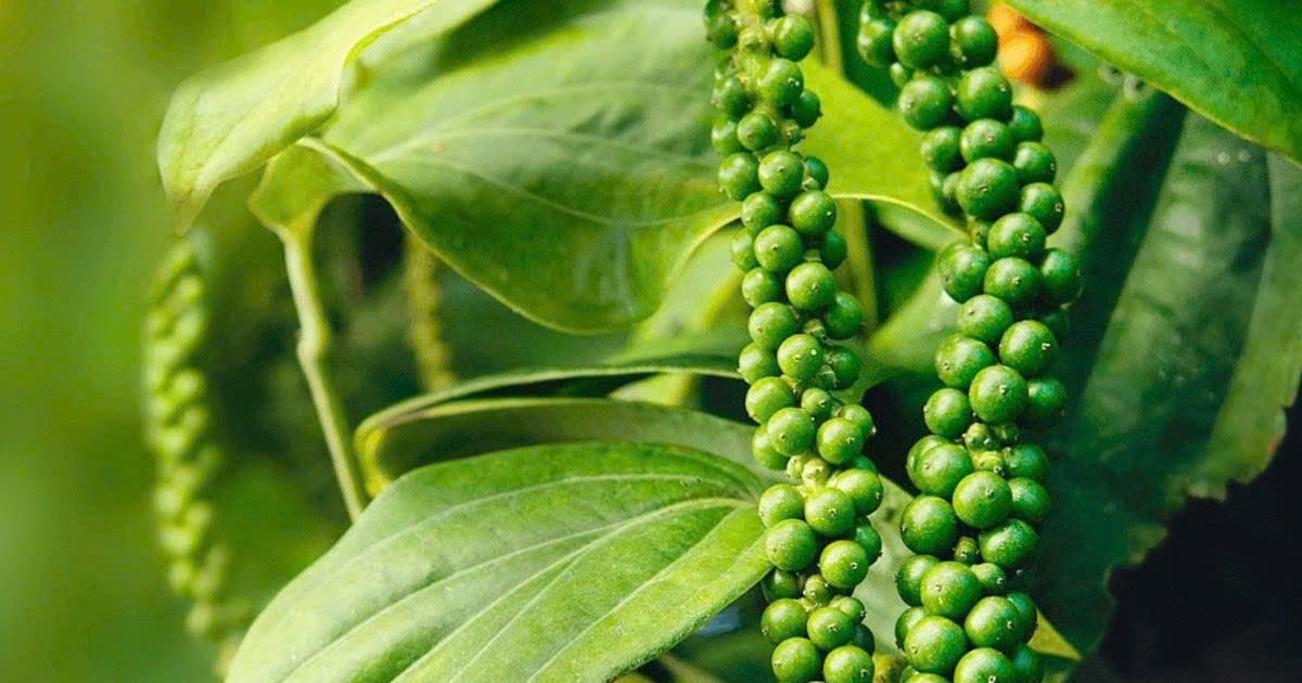 Giá tiêu hôm nay 18/11: Đồng loạt tăng 500 đồng/kg