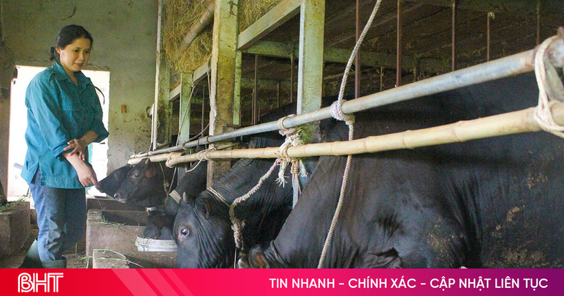 Nông dân “kích hoạt” phòng, chống rét cho gia súc, gia cầm