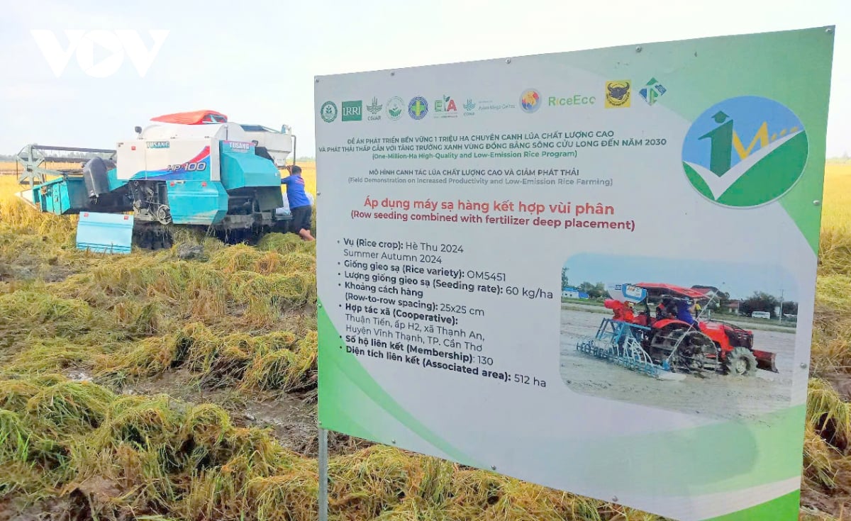Проект по выращиванию 1 миллиона гектаров высококачественного риса с низким уровнем выбросов в дельте Меконга направлен на совершенствование процесса устойчивого производства.