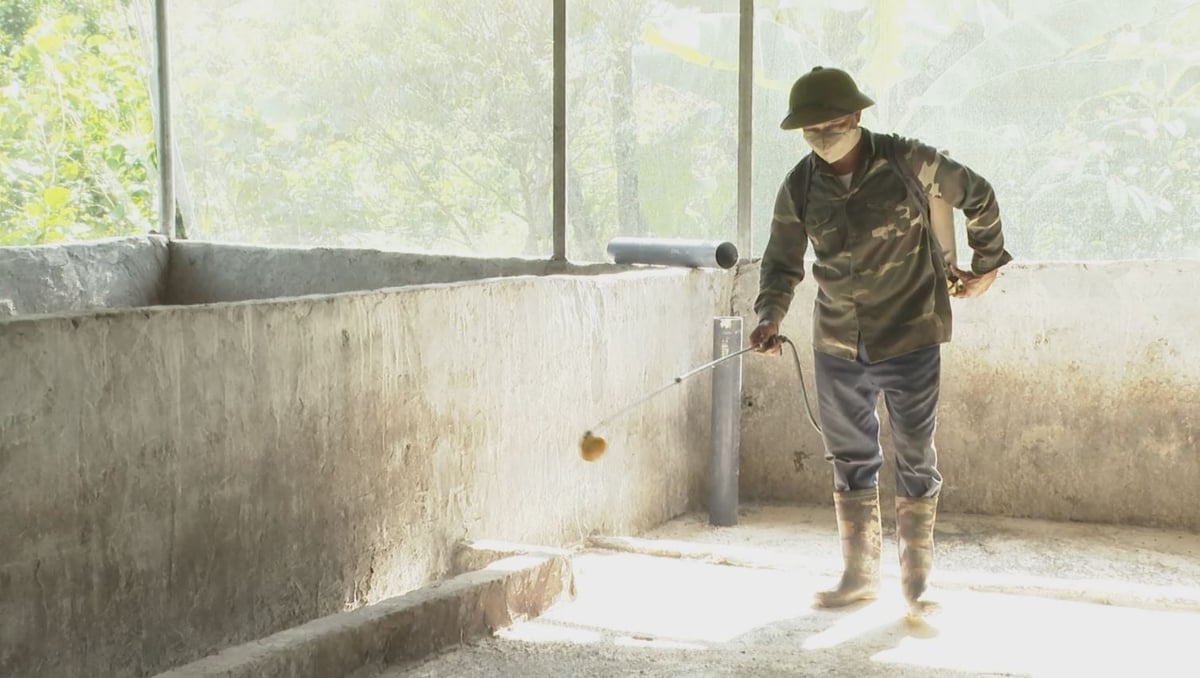 Oamenii pulverizează pesticide în grajdurile lor înainte de repopularea animalelor în Lai Chau. Fotografie: Duc Binh. Người dân phun phòng trừ tại chuồng nuôi trước khi tái đàn ở Lai Châu. Ảnh: Đức Bình.