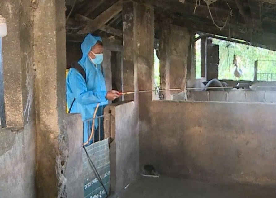 Autoritățile recomandă fermierilor să fie precauți în procesul de repopulare a efectivelor de porci. Foto: Duc Binh. Cơ quan chức năng khuyến cáo người nuôi phải thận trọng trong quá trình tái đàn lợn. Ảnh: Đức Bình.