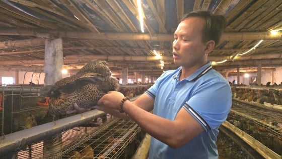 Bí quyết giúp đàn gà chống chọi dịch bệnh qua mùa đông