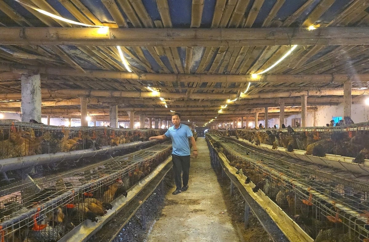 Velká farma na chov černých kuřat s přísnými postupy prevence nemocí pana Le Ngoc Khiema v obci Tan Minh ve městě Hai Phong. Foto: Dinh Muoi. Trang trại nuôi gà ác đẻ trứng quy mô lớn với quy trình phòng dịch bệnh nghiêm ngặt của anh Lê Ngọc Khiêm tại xã Tân Minh, TP Hải Phòng. Ảnh: Đinh Mười.