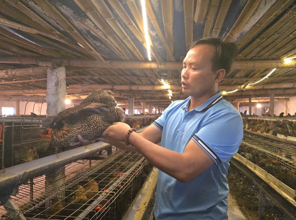 Pan Khiem uvedl, že kromě nemocí je nejznepokojivější věcí na chovu kuřat subjektivita v prevenci nemocí. Foto: Dinh Muoi. Anh Khiêm cho rằng bên cạnh dịch bệnh, nuôi gà đáng lo ngại nhất là sự chủ quan trong phòng bệnh. Ảnh: Đinh Mười.