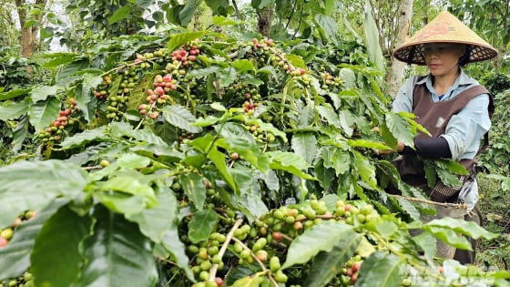 Giá cà phê 25 - 27 nghìn đồng/kg, cao nhất từ trước tới nay