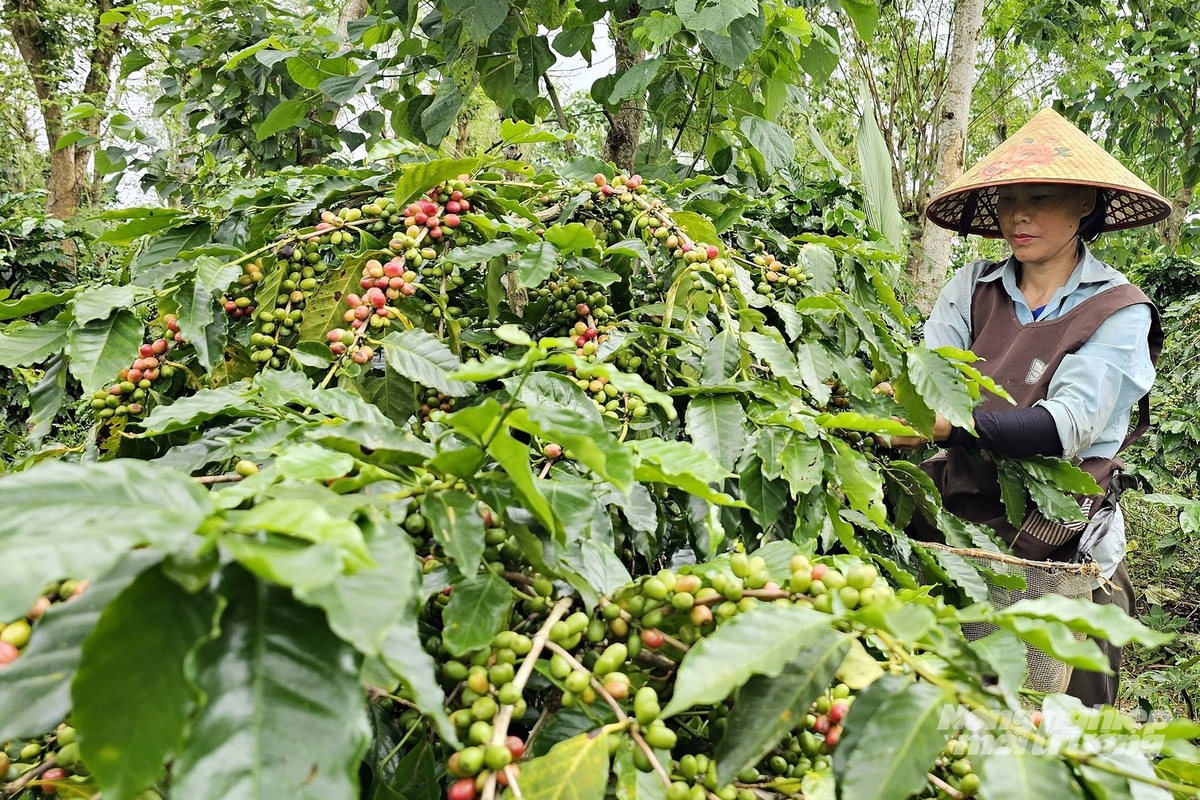 Nông dân phấn khởi vì cà phê được mùa, được giá. Ảnh: Võ Dũng.