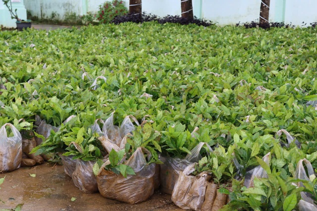 Đại hội Đảng bộ xã Tu Mơ Rông nhận cây giống để giúp người nghèo phát triển sinh kế - Ảnh 2.