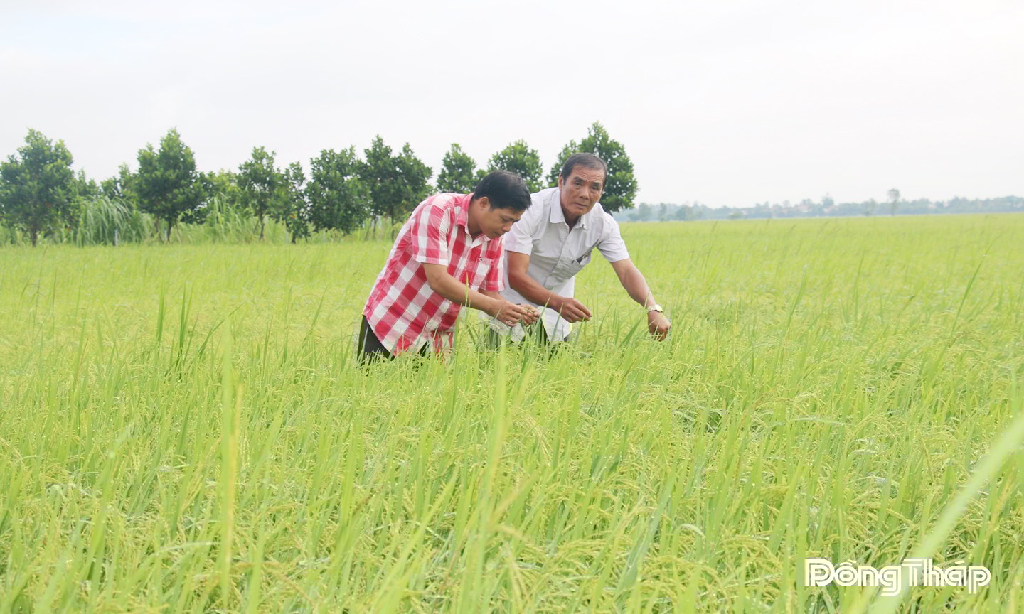 دونج ثاب يطور الزراعة في اتجاه دائري وودود 2.jpg