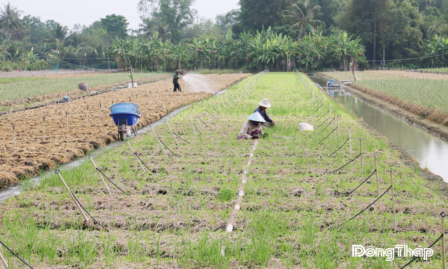 دونج ثاب يطور الزراعة في اتجاه دائري وودود-3.jpg