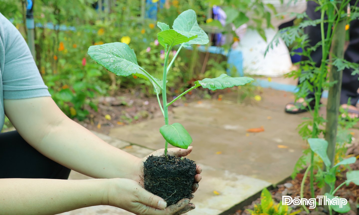 xa-my-tho-sows-green-mam-for-the-young-generation-to-do-clean-agriculture-2.jpg