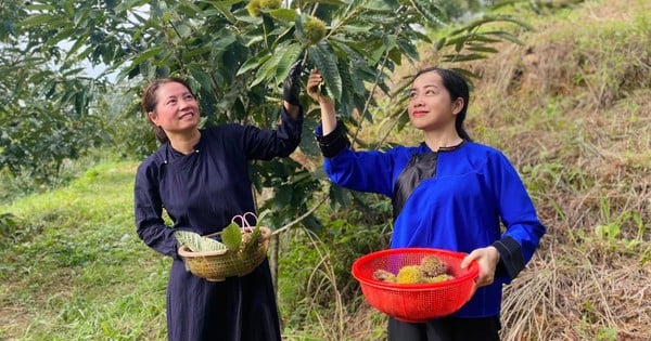 Mùa dẻ Lạng Sơn hấp dẫn du khách đến du lịch trải nghiệm