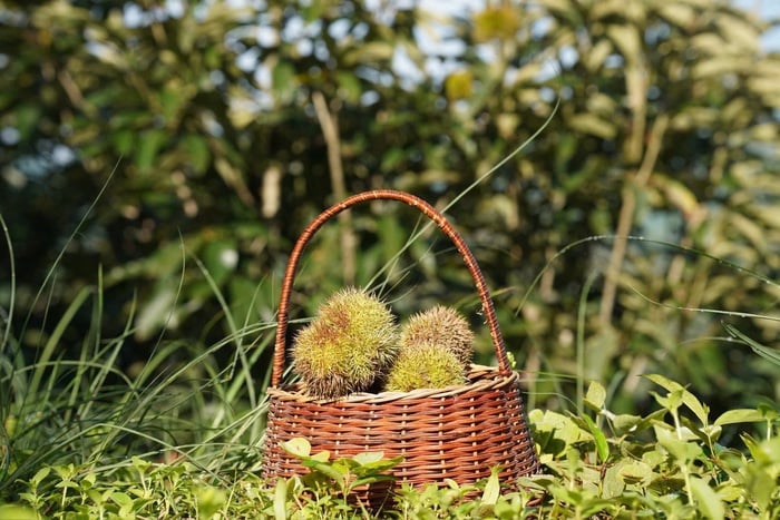 La stagione delle castagne a Lang Son attrae turisti in cerca di esperienze di viaggio uniche - Foto 1. Mùa dẻ Lạng Sơn hấp dẫn du khách đến du lịch trải nghiệm- Ảnh 1.