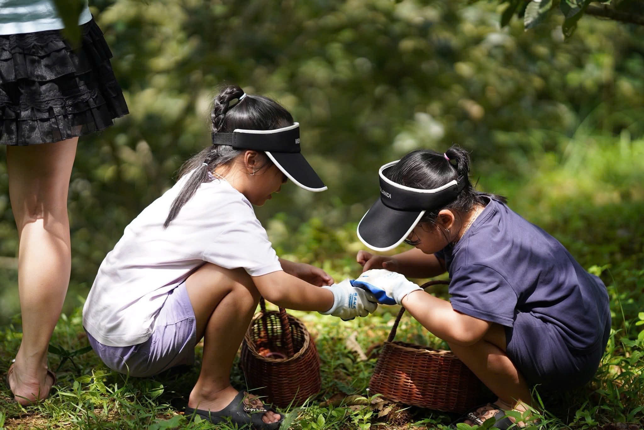 La stagione delle castagne a Lang Son attrae turisti in cerca di esperienze di viaggio uniche - Foto 3. Mùa dẻ Lạng Sơn hấp dẫn du khách đến du lịch trải nghiệm- Ảnh 3.