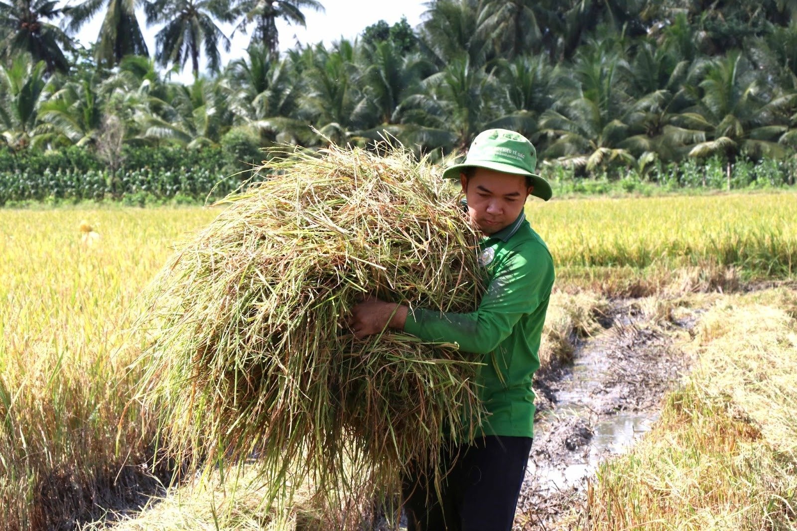 Waarom wordt er nog steeds stro verbrand? -6.jpg