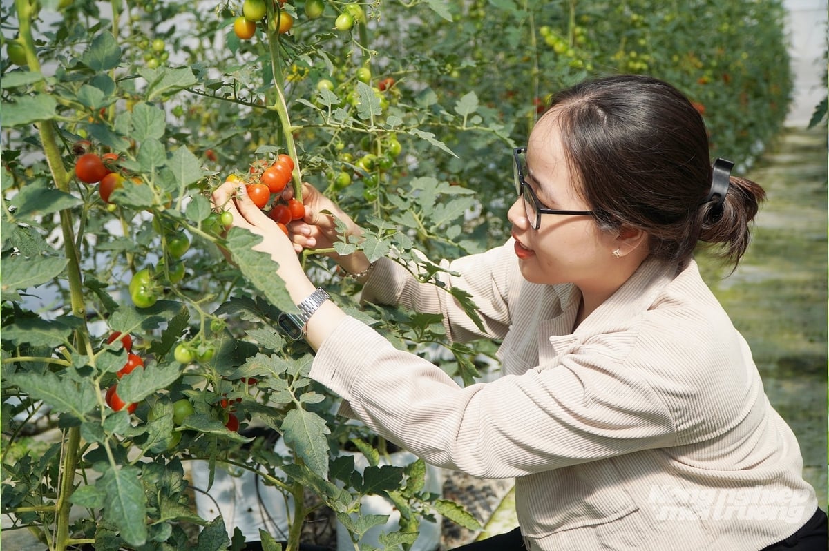 TP.HCM có nhiều tiềm năng để phát triển nông nghiệp đô thị. Ảnh: Nguyễn Thủy.